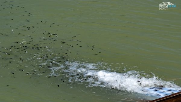 Выпуск мальков русского осетра в водоемы по экопрограмме Крымского моста