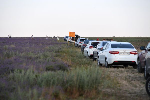 В селе Тургеневка Бахчисарайского района цветут лавандовые поля
