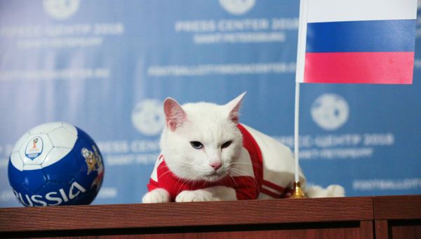 Кот Ахилл предсказал победу сборной России над Саудовской Аравией