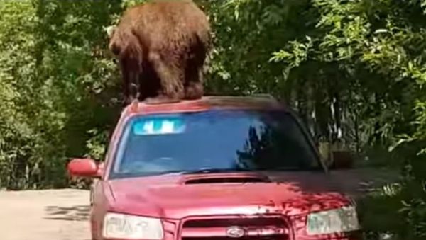 На Камчатке молодой медведь залез на крышу автомобиля