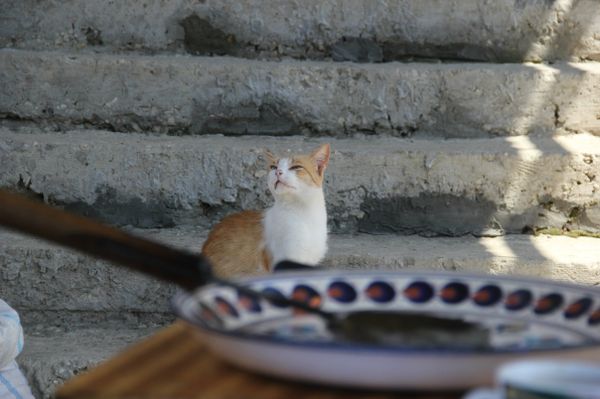 Кот во дворе дома Искандера Бахиева