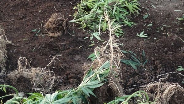 Кусты конопли, которые вырастил в огороде житель Сакского района