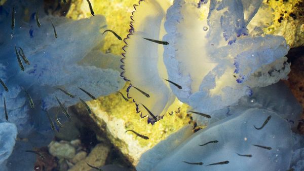 Медузы в Черном море на мысе Тарханкут в Крыму