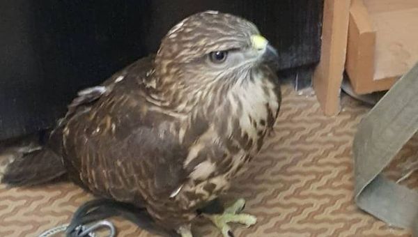 В Судаке у фотографов изъяли трех краснокнижных птиц