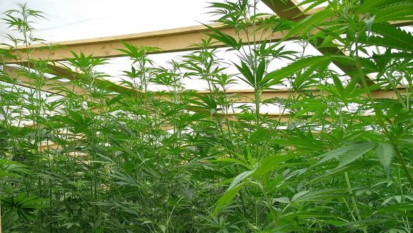 В Ленинском районе Крыма полицейские обнаружили 440 кустов конопли