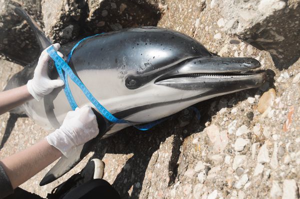 Сотрудники организации Безмятежное море оказывают помощь дельфину