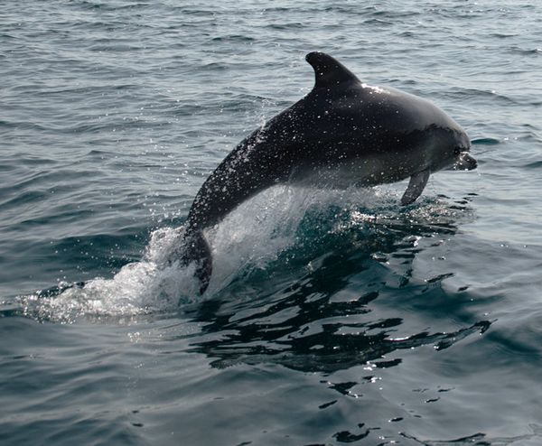 Дельфин в Черном море
