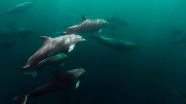 Дельфины в Черном море Дельфины в Черном море