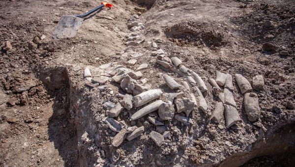 На участке будущей железной дороги-подхода к Крымскому мосту найден скелет древнего кита