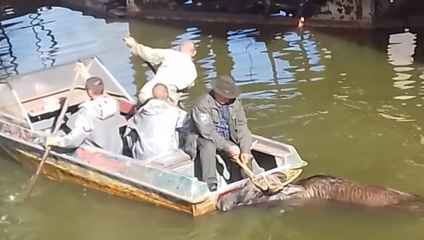 В Чернобыле правоохранители спасли лося из радиоактивного водоема