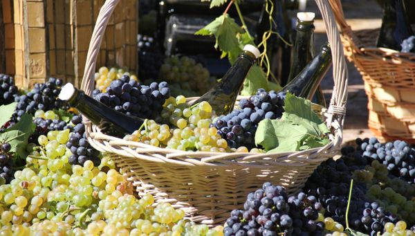 Продукция завода шампанских вин Новый свет