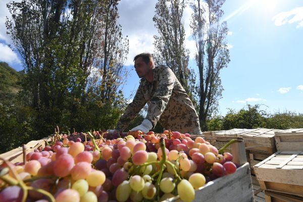 Сбор винограда в Крыму