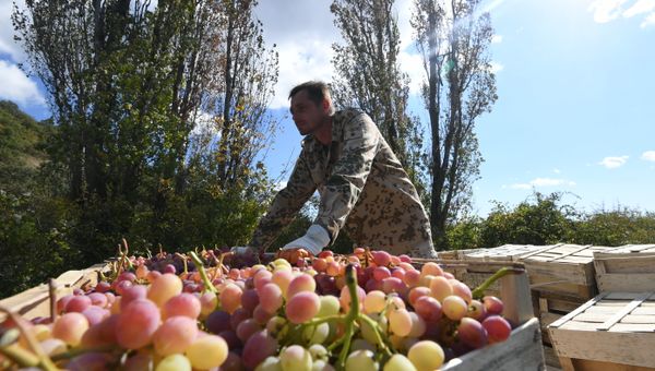 Сбор винограда в Крыму