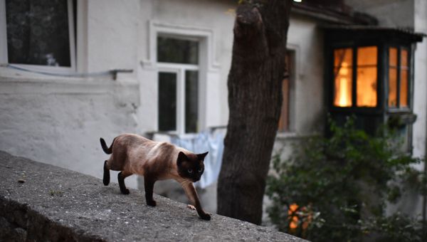 Кошка на одной из улиц Ялты