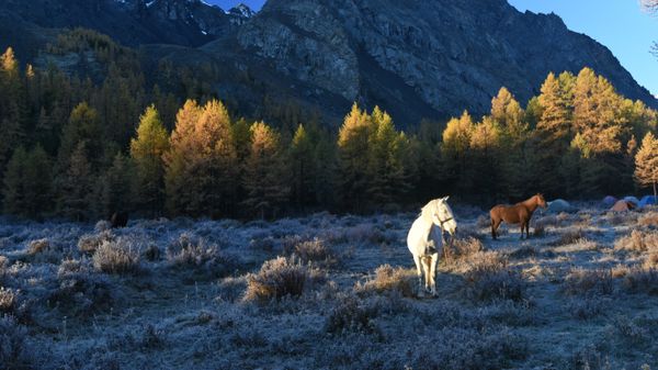Первые заморозки в горах. Архивное фото