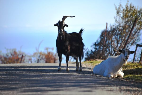 Козы в окрестностях поселка Лучистое на Южном берегу Крыма