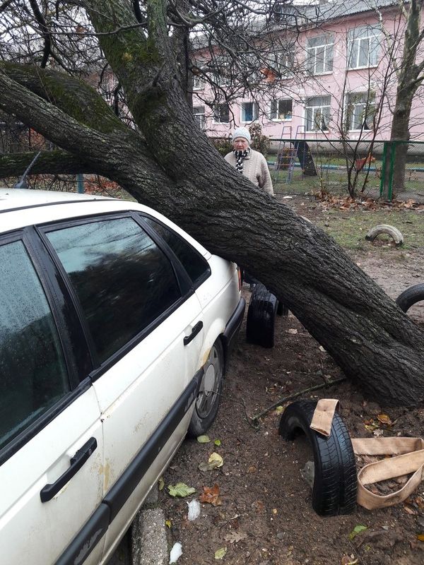 В Симферополе дерево упало на машины