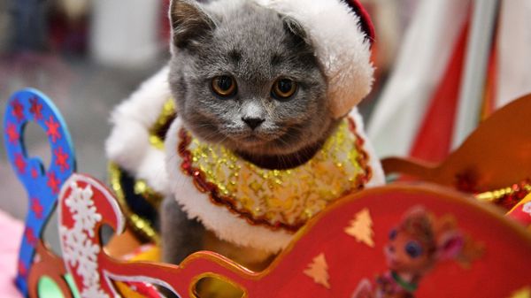 Котенок породы британская в костюме Деда Мороза на выставке КоШарики Шоу в Москве
