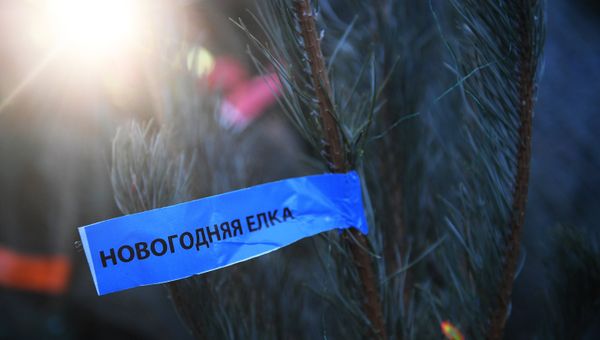 Елочные базары в Москве