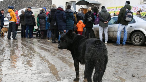 Бездомная собака в микрорайоне Каменка Симферополя Бездомная собака в микрорайоне Каменка Симферополя