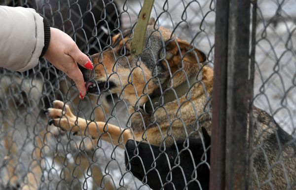 Собака в приюте для безнадзорных животных в микрорайоне Каменка в Симферополе Собака в приюте для безнадзорных животных в микрорайоне Каменка в Симферополе