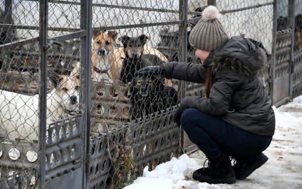 Волонтеры в приюте для безнадзорных животных в микрорайоне Каменка в Симферополе Волонтеры в приюте для безнадзорных животных в микрорайоне Каменка в Симферополе