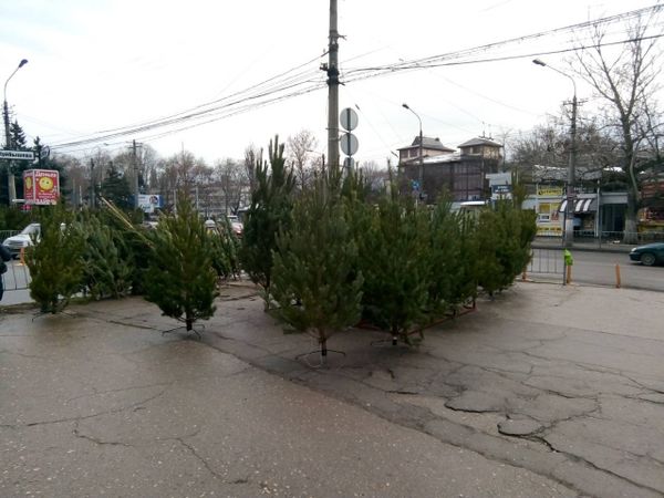 Елочный базар в Симферополе