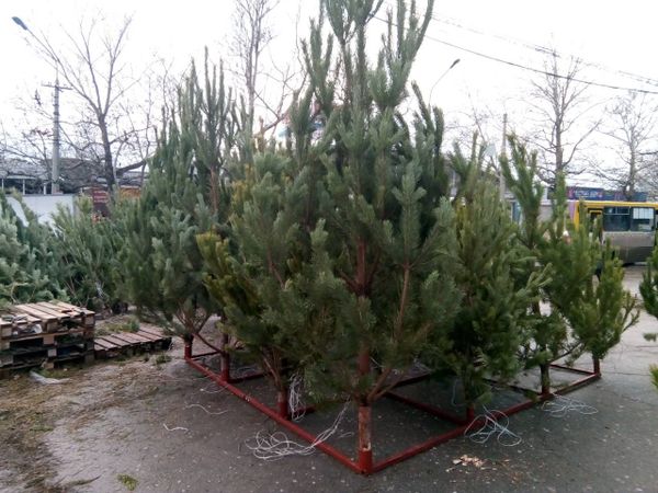 Елочный базар в Симферополе
