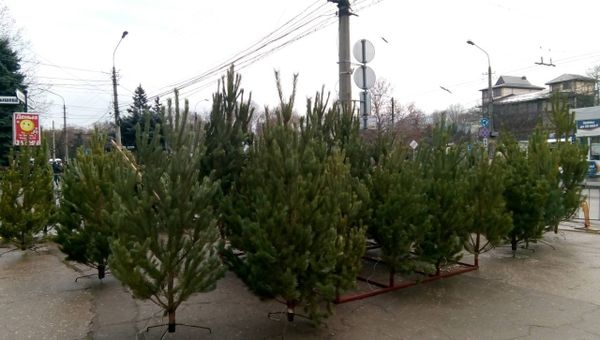 Елочный базар в Симферополе