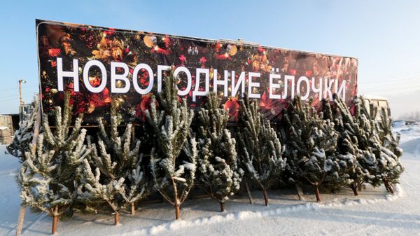 Заготовка новогодних елей. Архивное фото