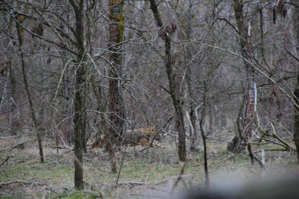 Шакал пытается уйти от крымских охотников