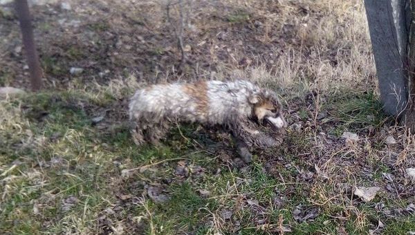 В Крыму спасатели вытащили из канализации собаку В Крыму спасатели вытащили из канализации собаку