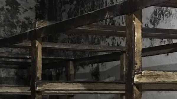 Черная плесень