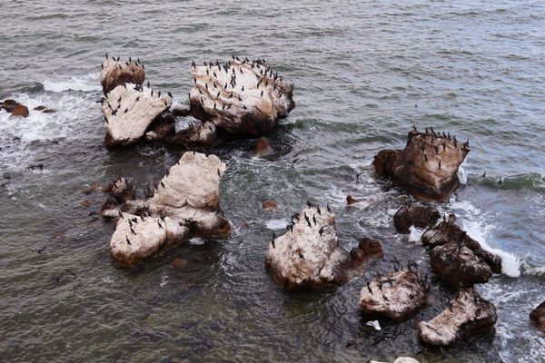 Бакланы на скалах Казантипского природного заповедника в Крыму