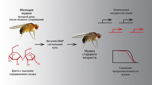Диета с высоким содержанием сахара меняла экспрессию гена dFOXO у дрозофил, из-за чего сокращалась продолжительность их жизни.
