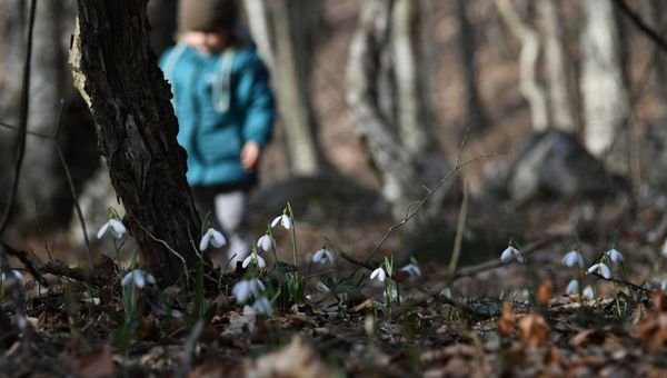 Подснежники в лесу в районе села Соколиное в Крыму