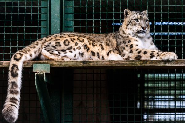 Ирбис (снежный барс) в центре воспроизводства редких видов животных Московского зоопарка Ирбис (снежный барс) в центре воспроизводства редких видов животных Московского зоопарка
