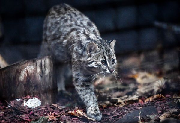 Пятимесячная самка амурского лесного кота в Московском зоопарке Пятимесячная самка амурского лесного кота в Московском зоопарке