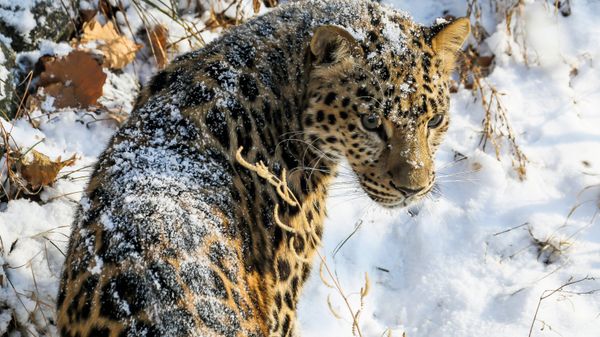 Самка дальневосточного леопарда по кличке Рона в Приморском сафари-парке