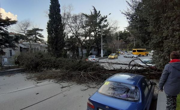 Упавшее от ветра дерево на ул. Кирова в Ялте. 1 марта 2019