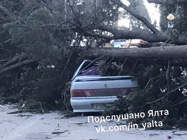 Упавшее от ветра дерево придавило автомобиль на ул. на ул. Щербака в Ялте. 1 марта 2019