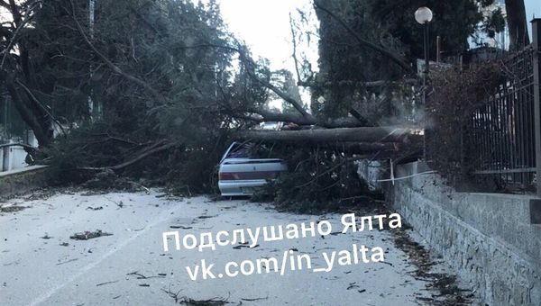 Упавшее от ветра дерево придавило автомобиль на ул. на ул. Щербака в Ялте. 1 марта 2019