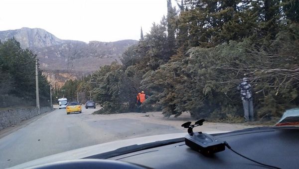 Упавшие от ветра деревья на трассе Ялта - Симферополь. 1 марта 2019