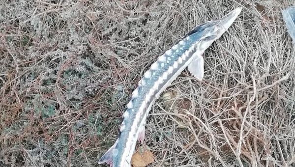 В Ленинском районе пограничниками был задержан местный житель, который поймал севрюгу