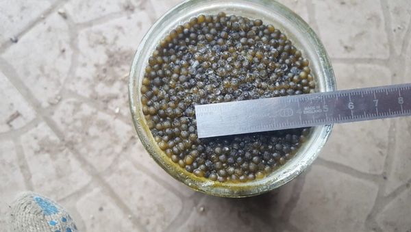 Черная икра, обнаруженная в салоне авто крымчанина