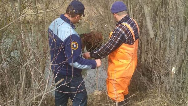 В Крыму сотрудники МЧС спасли упавшую в реку лошадь