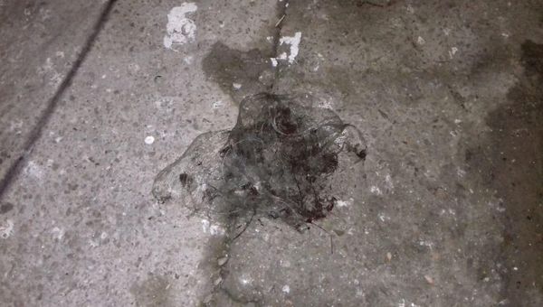 Снасти, изъятые у задержанных в Ялте браконьеров