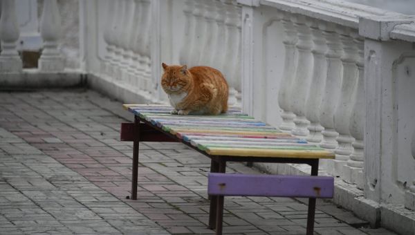 Кот на набережной в Коктебеле