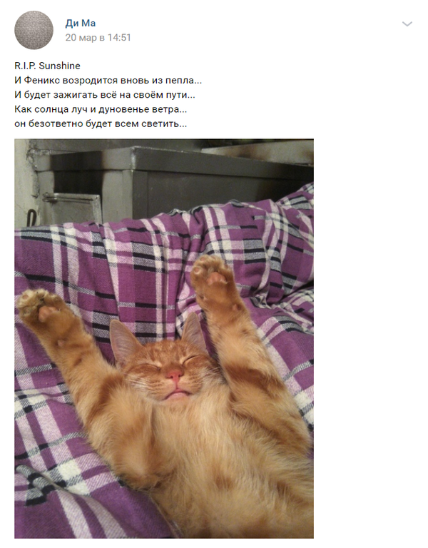 Фото рыжего кота, погибшего под колесами авто в центре Симферополя