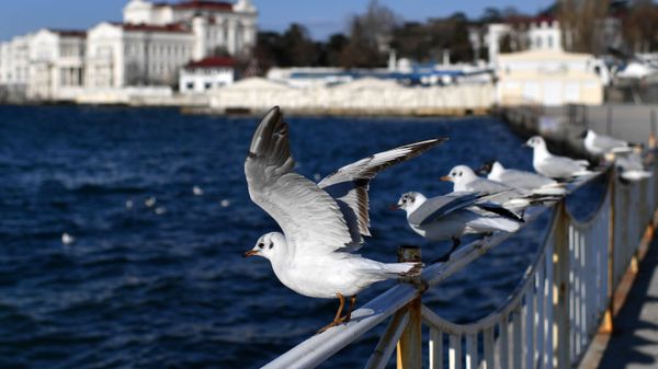 Чайки в Арт-бухте в Севастополе